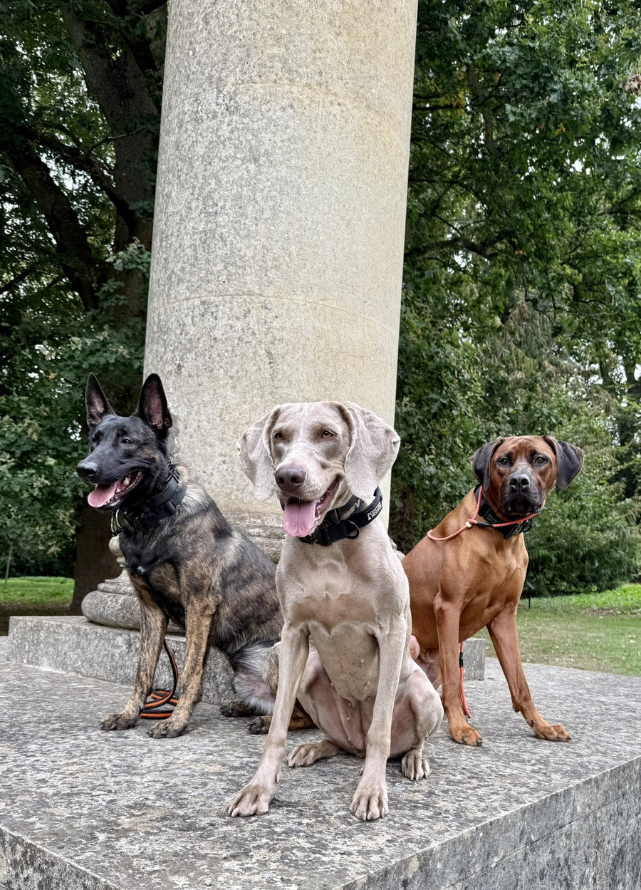 Our ever growing Pack