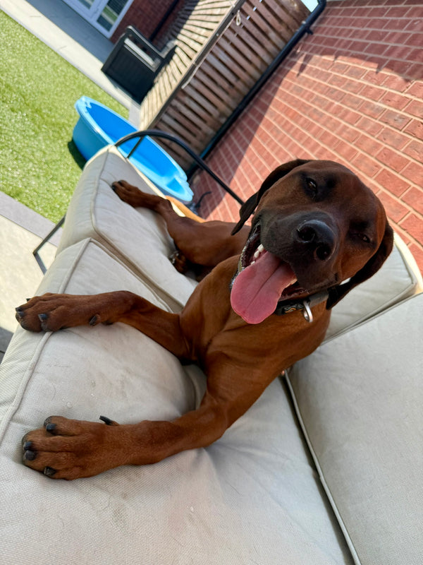 Dog