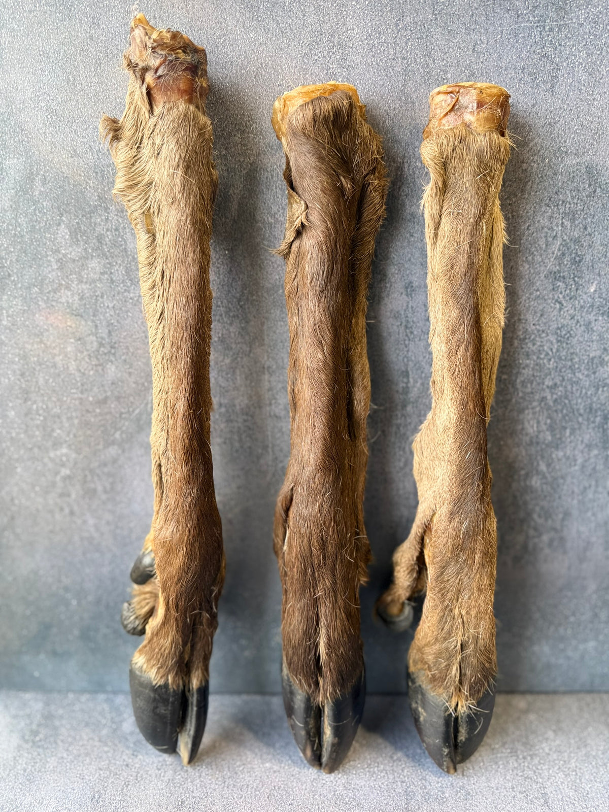 Hairy Deer Leg