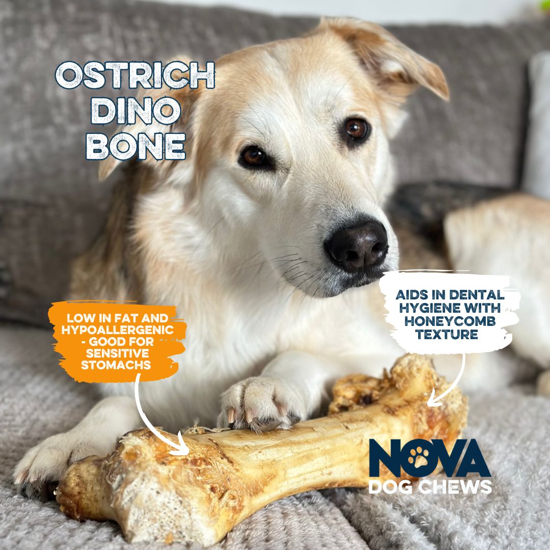 Ostrich Dino Bone